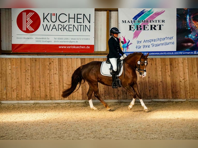 Deutsches Reitpony Stute 7 Jahre 146 cm Fuchs in Bad Zwesten