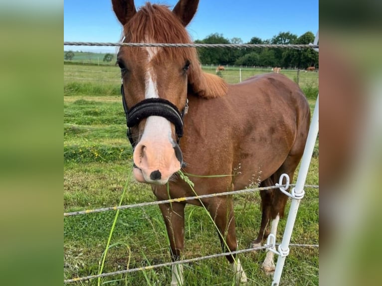 Deutsches Reitpony Stute 7 Jahre 146 cm Fuchs in Bad Zwesten
