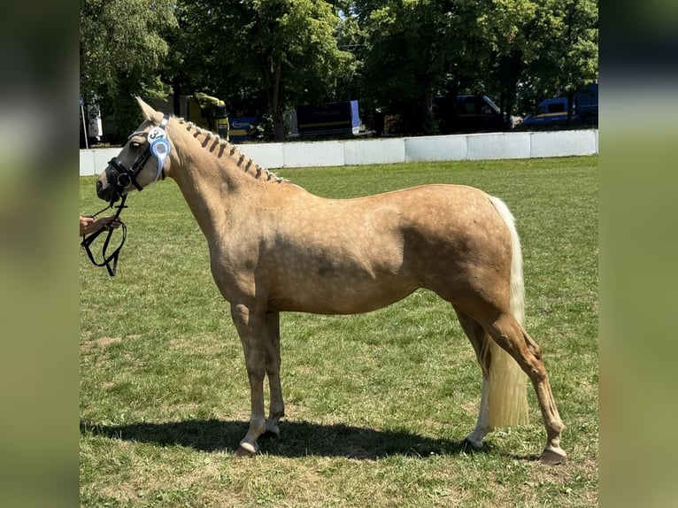 Deutsches Reitpony Stute 7 Jahre 146 cm Palomino in Neunburg vorm Wald