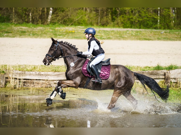 Deutsches Reitpony Stute 7 Jahre 146 cm Rappe in Fröndenberg