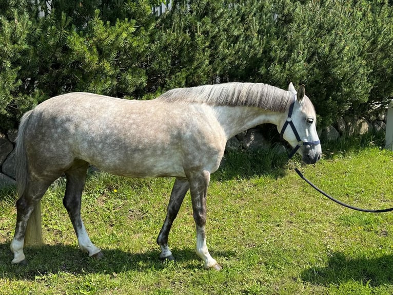 Deutsches Reitpony Stute 7 Jahre 146 cm Schimmel in WackeN