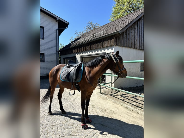 Deutsches Reitpony Stute 7 Jahre 147 cm Brauner in Puchkirchen am Trattberg