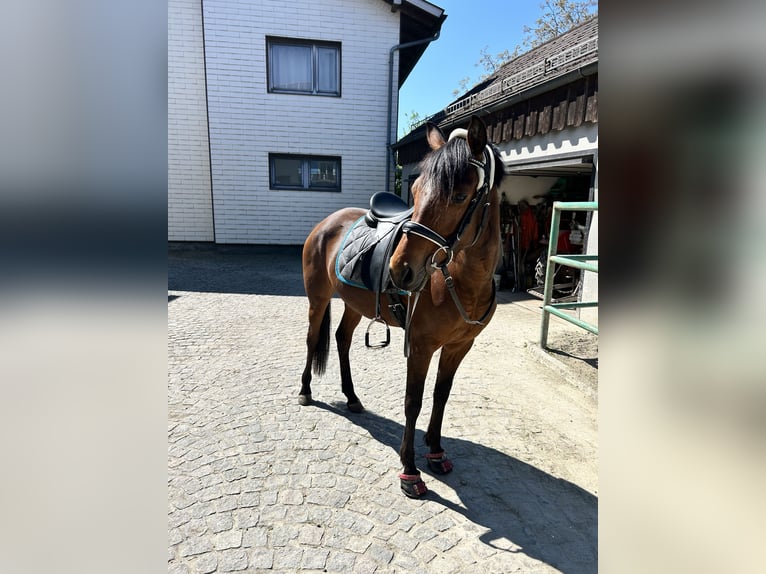 Deutsches Reitpony Stute 7 Jahre 147 cm Brauner in Puchkirchen am Trattberg