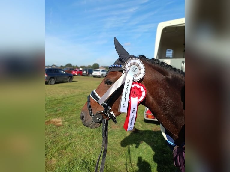 Deutsches Reitpony Stute 7 Jahre 147 cm Brauner in Wachtendonk