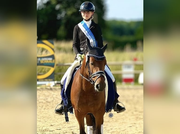 Deutsches Reitpony Stute 7 Jahre 147 cm Brauner in Wachtendonk