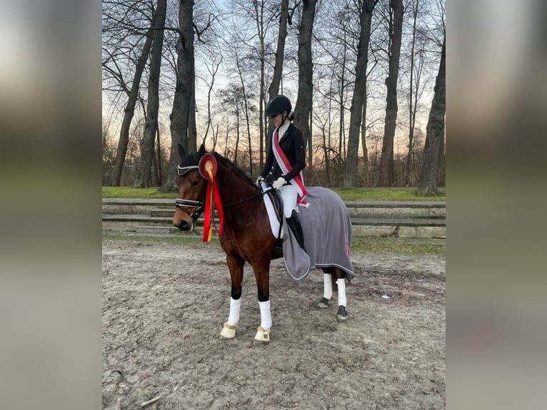 Deutsches Reitpony Stute 7 Jahre 147 cm Brauner in Wachtendonk