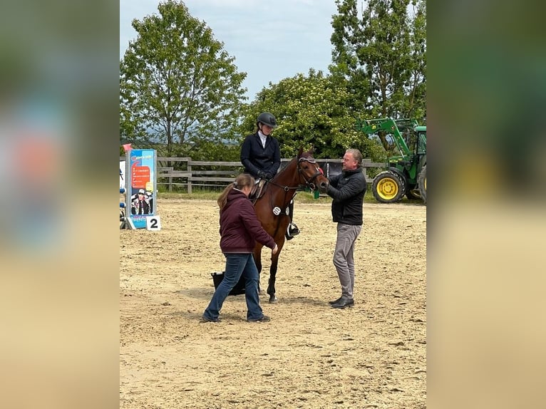 Deutsches Reitpony Stute 7 Jahre 147 cm Brauner in Brilon
