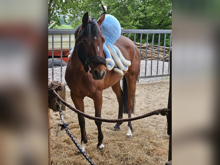 Deutsches Reitpony Stute 7 Jahre 147 cm Brauner in Brilon