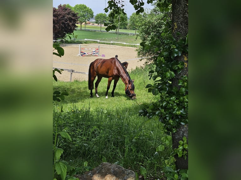 Deutsches Reitpony Stute 7 Jahre 147 cm Brauner in Brilon