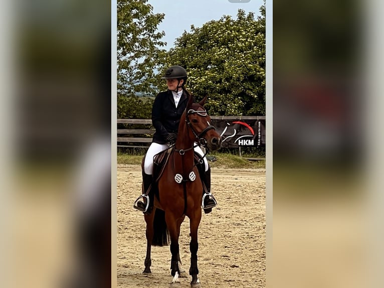Deutsches Reitpony Stute 7 Jahre 147 cm Brauner in Brilon
