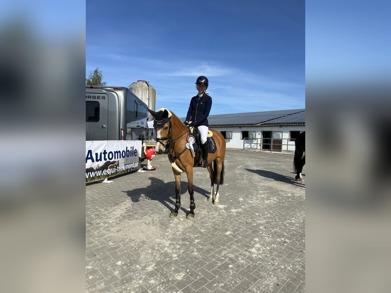 Deutsches Reitpony Stute 7 Jahre 147 cm Buckskin in Rumohr