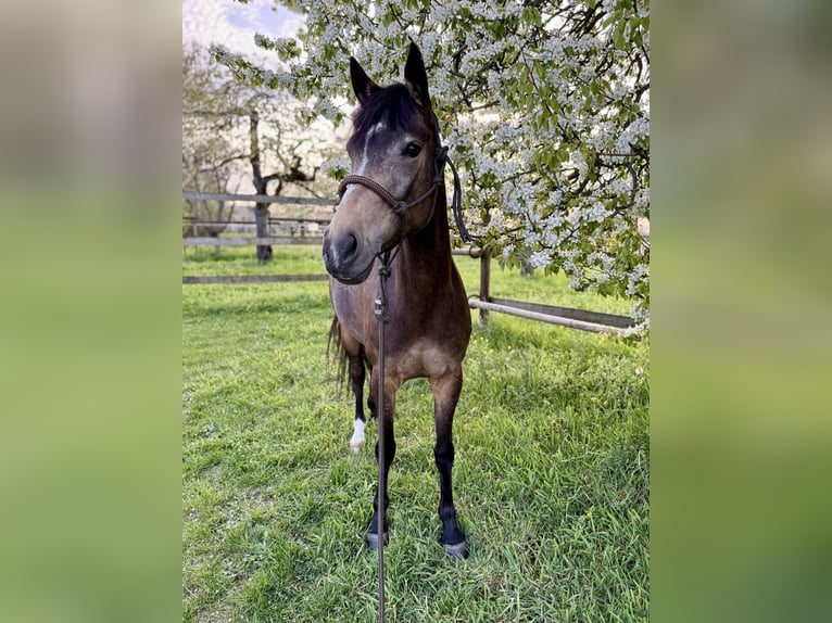 Deutsches Reitpony Stute 7 Jahre 147 cm Buckskin in Winnenden