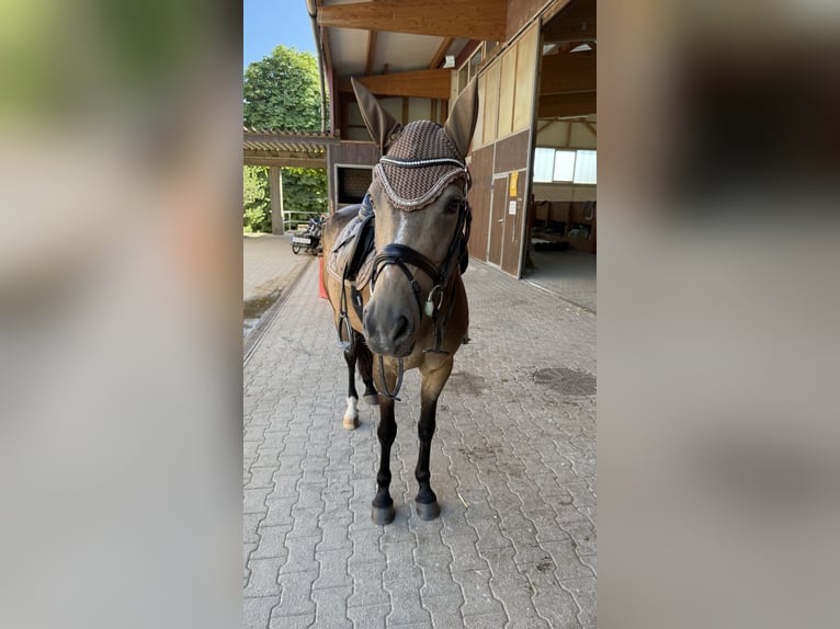 Deutsches Reitpony Stute 7 Jahre 147 cm Buckskin in Winnenden