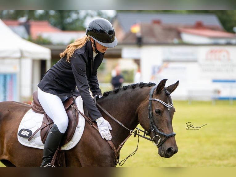 Deutsches Reitpony Stute 7 Jahre 147 cm Dunkelbrauner in Laage
