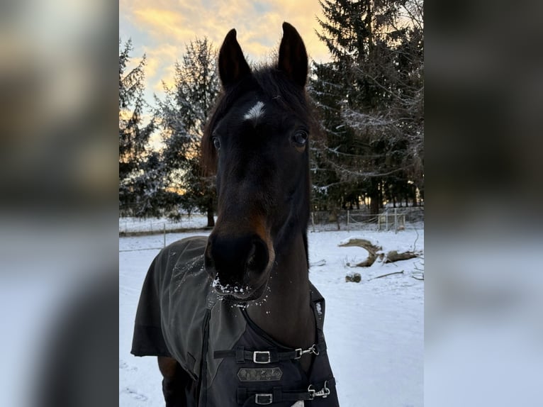 Deutsches Reitpony Stute 7 Jahre 147 cm Dunkelbrauner in Laage