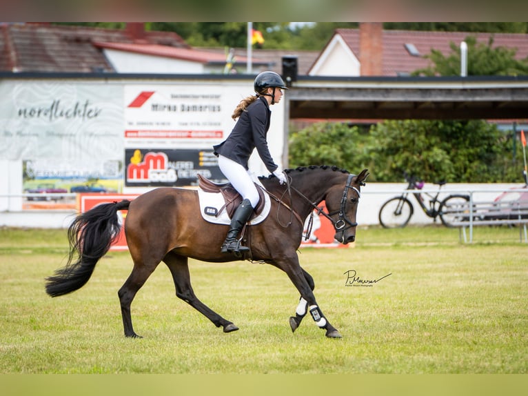 Deutsches Reitpony Stute 7 Jahre 147 cm Dunkelbrauner in Laage