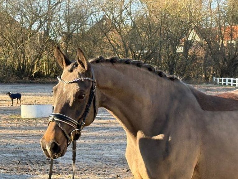 Deutsches Reitpony Stute 7 Jahre 147 cm Dunkelbrauner in Verden (Aller)