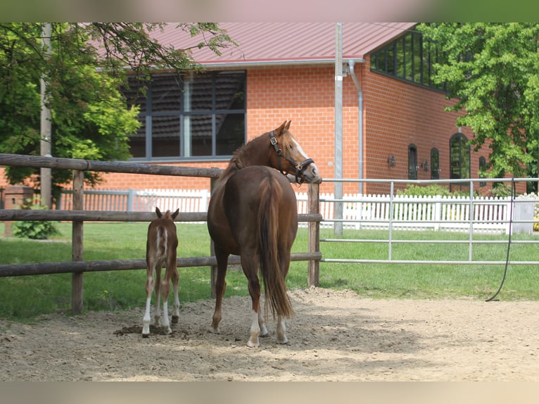 Deutsches Reitpony Stute 7 Jahre 147 cm Dunkelfuchs in Stuhr
