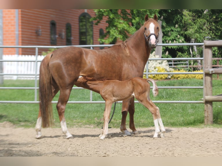 Deutsches Reitpony Stute 7 Jahre 147 cm Dunkelfuchs in Stuhr