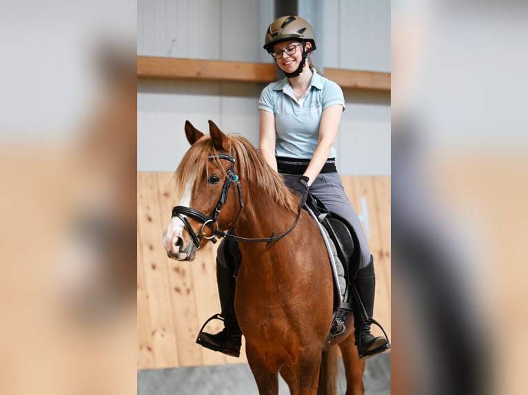 Deutsches Reitpony Stute 7 Jahre 147 cm Dunkelfuchs in Stuhr