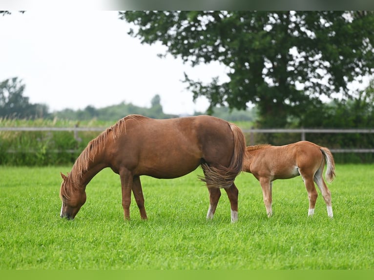 Deutsches Reitpony Stute 7 Jahre 147 cm Dunkelfuchs in Stuhr