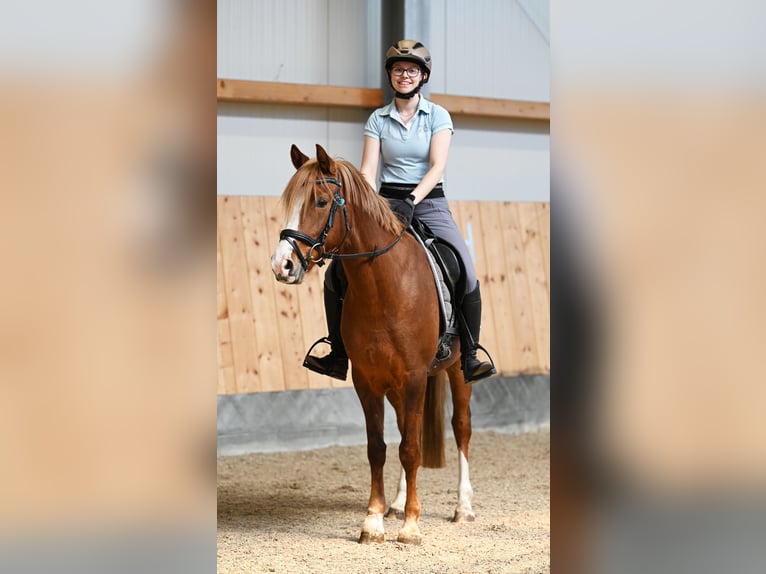 Deutsches Reitpony Stute 7 Jahre 147 cm Dunkelfuchs in Stuhr