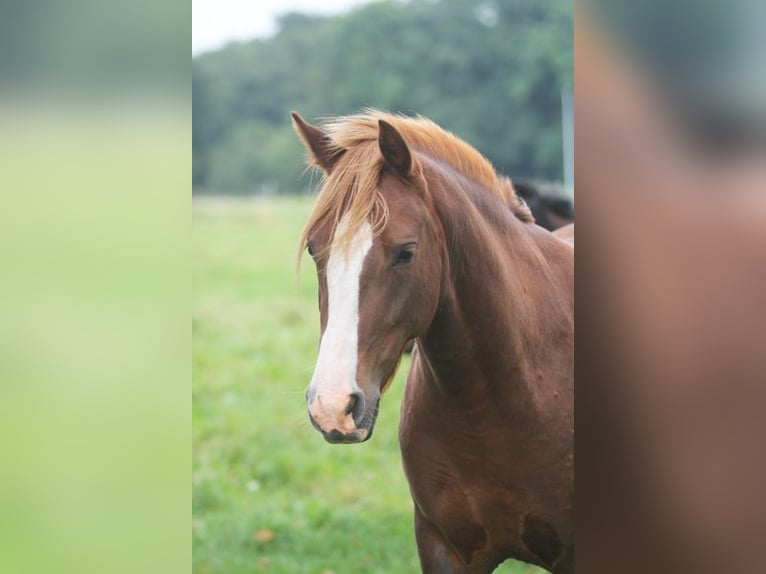 Deutsches Reitpony Stute 7 Jahre 147 cm Dunkelfuchs in Stuhr