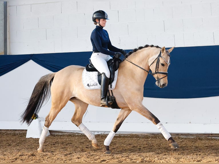 Deutsches Reitpony Stute 7 Jahre 147 cm Falbe in Marsberg