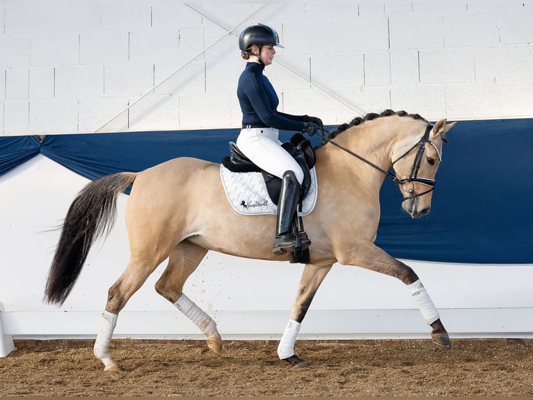 Deutsches Reitpony Stute 7 Jahre 147 cm Falbe in Marsberg