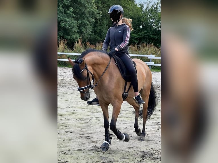 Deutsches Reitpony Stute 7 Jahre 147 cm Falbe in Schortens  Moorhausen