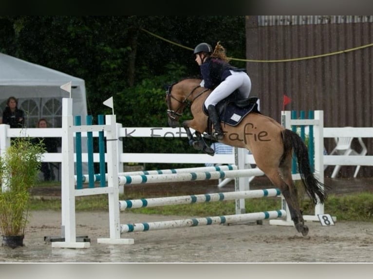 Deutsches Reitpony Stute 7 Jahre 147 cm Falbe in Schortens  Moorhausen