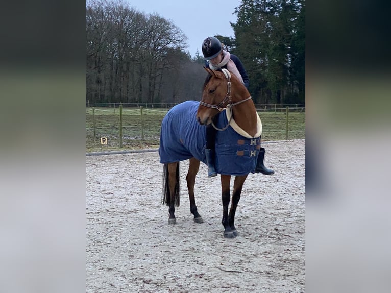 Deutsches Reitpony Stute 7 Jahre 147 cm Falbe in Schortens  Moorhausen