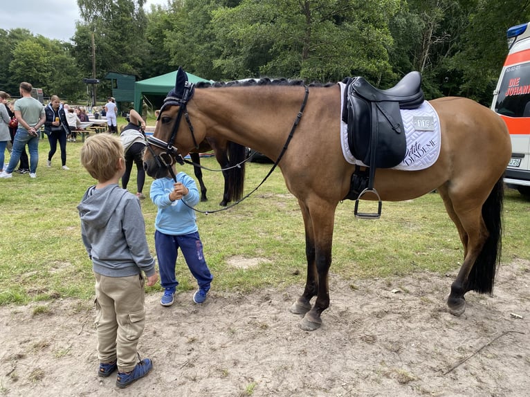 Deutsches Reitpony Stute 7 Jahre 147 cm Falbe in Schortens  Moorhausen
