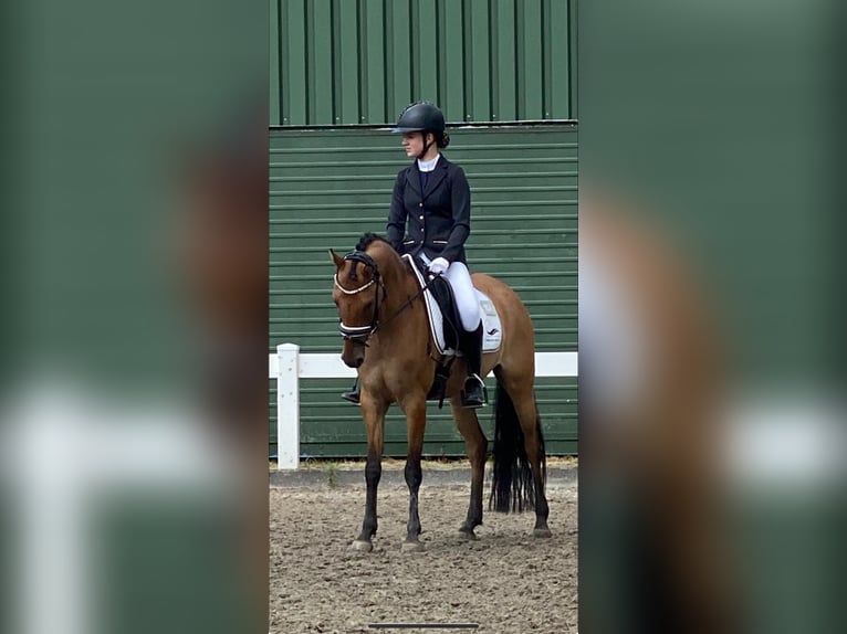 Deutsches Reitpony Stute 7 Jahre 147 cm Falbe in Schortens  Moorhausen