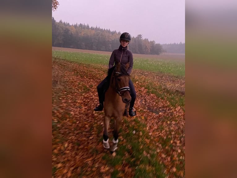 Deutsches Reitpony Stute 7 Jahre 147 cm Falbe in Schortens  Moorhausen