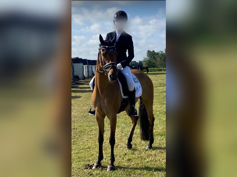 Deutsches Reitpony Stute 7 Jahre 147 cm Falbe in Schortens  Moorhausen