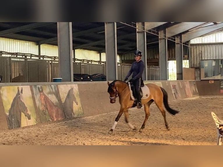 Deutsches Reitpony Stute 7 Jahre 147 cm Falbe in Schortens  Moorhausen