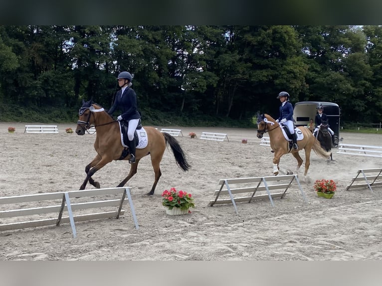 Deutsches Reitpony Stute 7 Jahre 147 cm Falbe in Schortens  Moorhausen