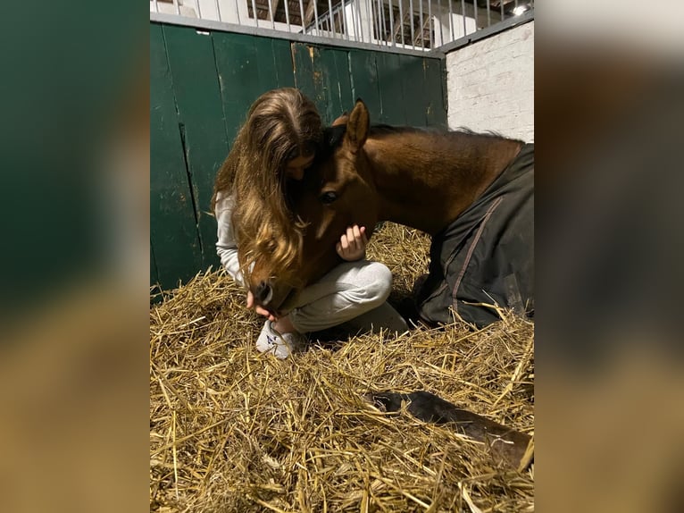 Deutsches Reitpony Stute 7 Jahre 147 cm Falbe in Schortens  Moorhausen