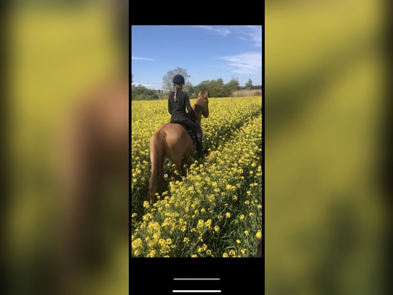 Deutsches Reitpony Stute 7 Jahre 147 cm Fuchs in Bleckede