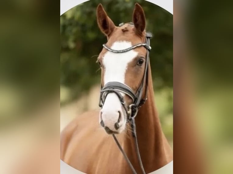 Deutsches Reitpony Stute 7 Jahre 147 cm Fuchs in RatingenRatingen