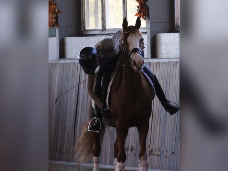 Deutsches Reitpony Stute 7 Jahre 147 cm Fuchs in RatingenRatingen