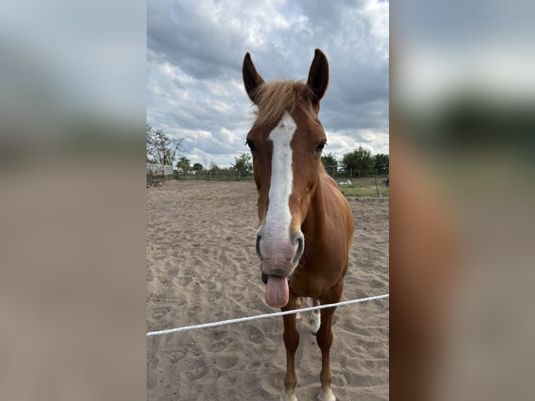 Deutsches Reitpony Stute 7 Jahre 147 cm Fuchs in Berlin