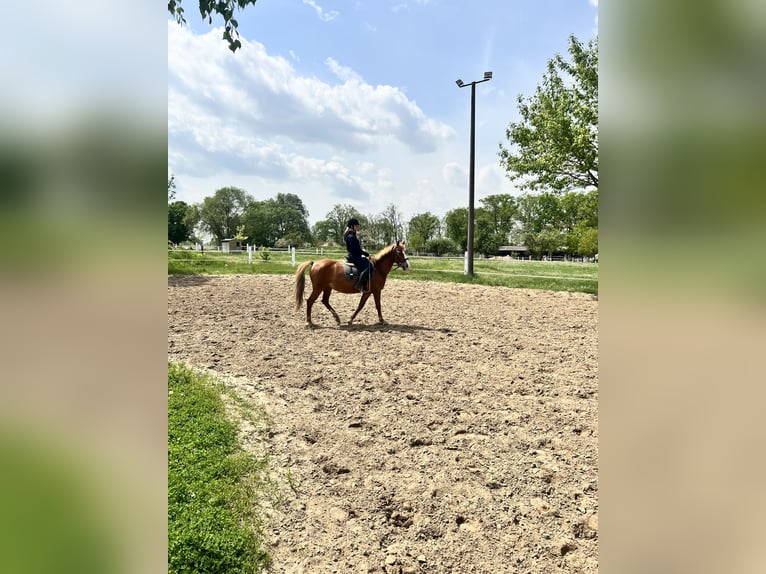 Deutsches Reitpony Stute 7 Jahre 147 cm Fuchs in Berlin
