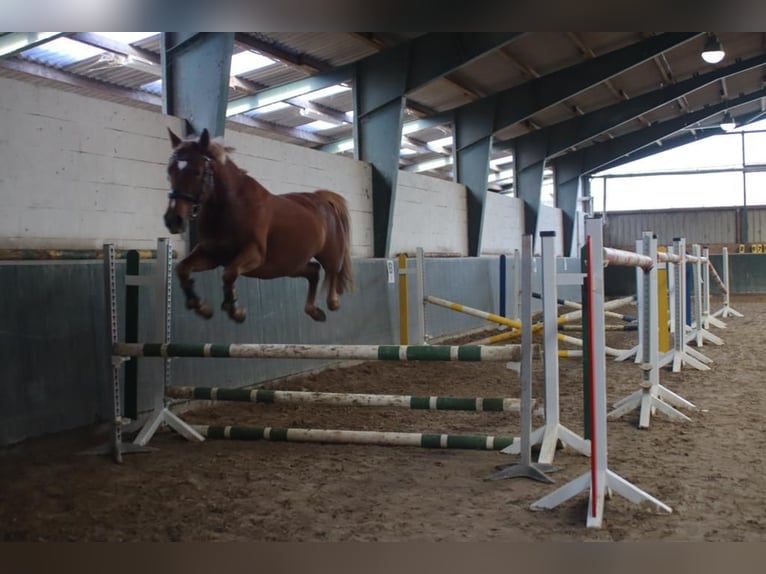 Deutsches Reitpony Mix Stute 7 Jahre 147 cm Fuchs in Ortona