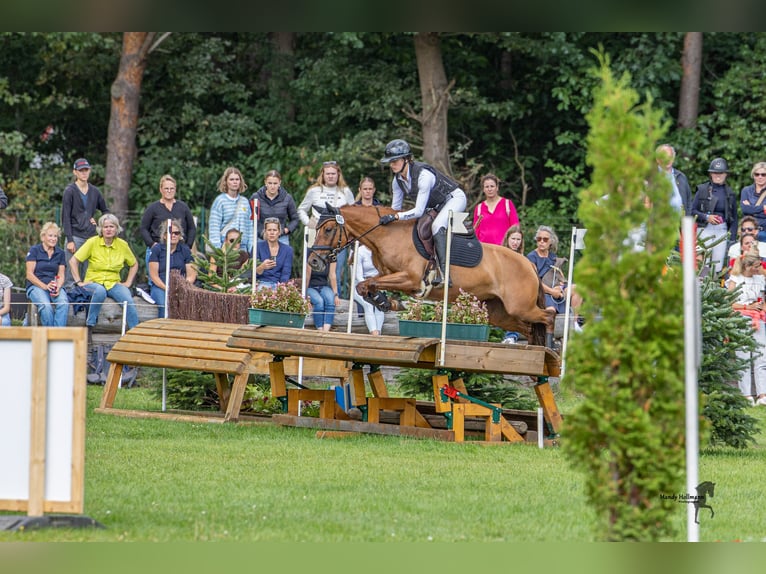 Deutsches Reitpony Stute 7 Jahre 147 cm Fuchs in Trossingen