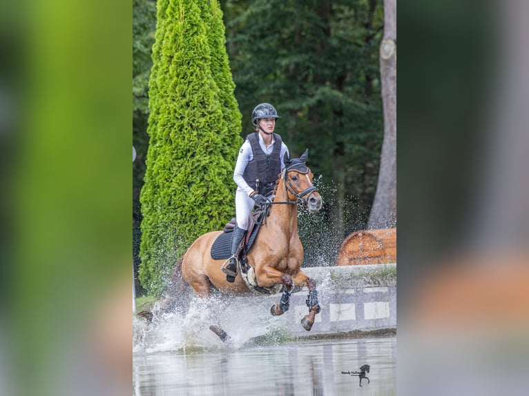 Deutsches Reitpony Stute 7 Jahre 147 cm Fuchs in Trossingen