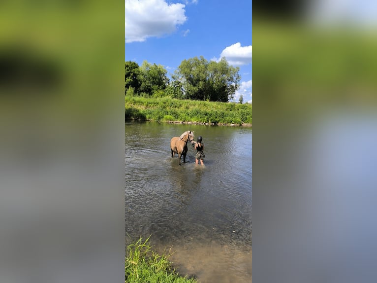 Deutsches Reitpony Stute 7 Jahre 147 cm Palomino in Bebra
