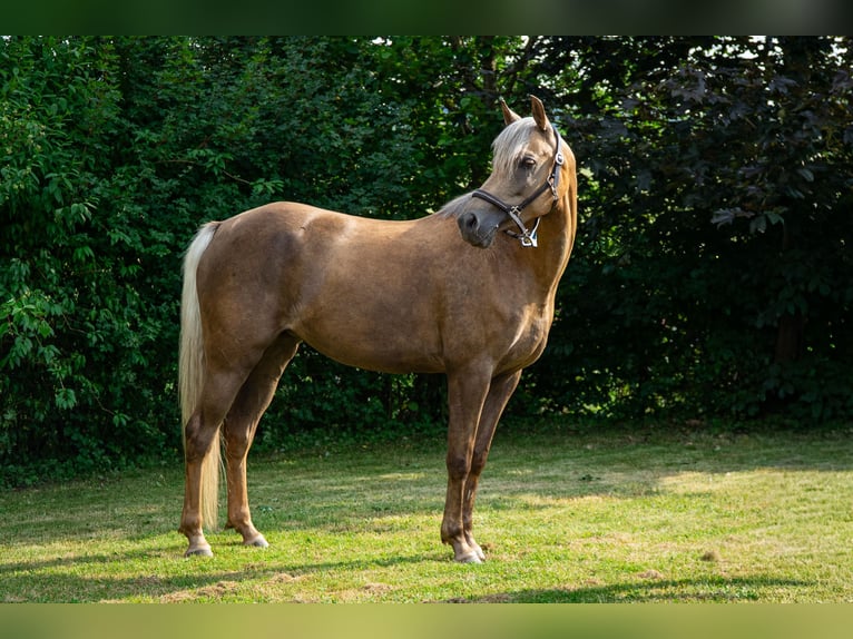 Deutsches Reitpony Stute 7 Jahre 147 cm Palomino in Bebra