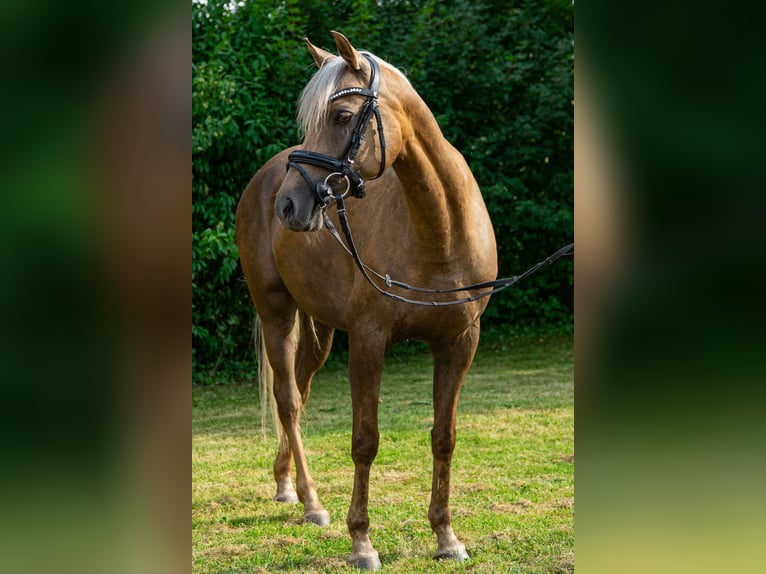 Deutsches Reitpony Stute 7 Jahre 147 cm Palomino in Bebra